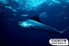 世界八大游泳速度最快的魚類，平鰭旗魚奪得冠軍