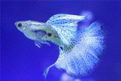 世界上最美的十種魚：小丑魚上榜，孔雀魚名列榜首