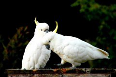盤點世界上最長壽的10種鳥類，第一名壽命達(dá)80歲