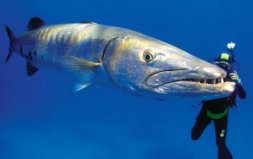 世界上最大的珊瑚魚類：蘇眉魚體長超2米，重達(dá)400斤
