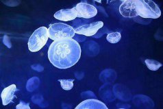 世界上最原始的桃花水母，堪稱“水中大熊貓”！