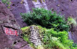 我國(guó)身價(jià)最高的三棵寶樹，大紅袍母樹上榜！
