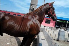 世界上跑得最快的馬是什么馬？英國(guó)純血馬可達(dá)20米每秒