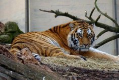 全球10大最著名的動物園：達拉斯動物園上榜，你去過幾個？