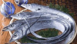 世界上最有骨氣的魚，帶魚被捕后會(huì)炸鰾而亡
