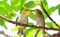 世界上最浪漫的10種動物：海馬、愛情鳥入榜！