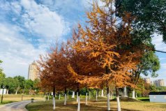 世界五大公園樹種，金錢松位列榜單首位