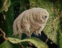 地球上生命力最頑強(qiáng)的10種動物，水熊蟲怎么都死不了