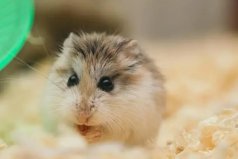 屬鼠的三大貴人：屬猴、屬牛和屬龍