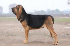 世界十大嗅覺能力出眾的狗：臘腸犬墊底，尋血獵犬奪冠