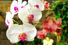最耐陰的十大漂亮植物：蝴蝶蘭榜上有名，你養(yǎng)了嗎？