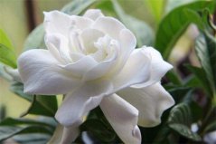 盤點10種最香最美花卉：丁香花上榜，梔子花高居榜首