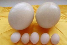 世界上最大的雞蛋吉尼斯世界紀(jì)錄：8厘米長(zhǎng)，重約160克