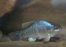 十大因人類滅絕的動物：白暨豚、爪哇虎雙雙上榜