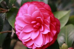 中國十大極品名貴茶花，十八學(xué)士榮獲冠軍