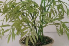 竹子名貴品種有哪些？十大名貴竹子品種圖片