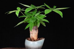 臥室養(yǎng)什么植物旺財(cái)，臥室放什么植物最旺財(cái)又健康