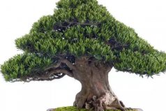 名貴羅漢松品種及圖片大全，十大羅漢松品種排名