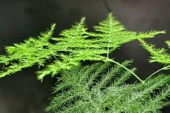書架適合放什么植物？適合擺在書架的盆栽植物