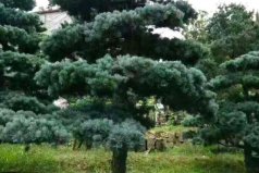 十大盆景名貴樹種排名：發(fā)財樹上榜，第一名五針?biāo)?></a></div><p><a href=