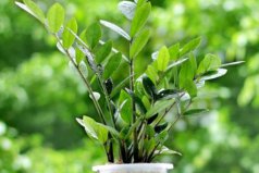 客廳常見的大盆栽植物：客廳適合擺放什么綠植？