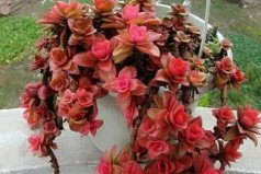 旺財(cái)十大多肉：火祭排第一，紅絲玉露排第二