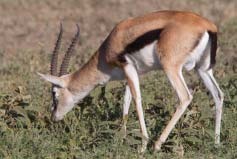 動物三大類是哪三類？陸生動物、水生動物和兩棲動物