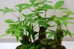 女生辦公室適合放什么植物風(fēng)水好？女性辦公室最旺風(fēng)水植物