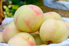 水蜜桃產(chǎn)地在哪里最好？我國三大水蜜桃產(chǎn)地
