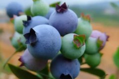 我國藍莓產(chǎn)地哪里品質(zhì)最好？中國藍莓三大產(chǎn)區(qū)