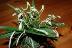 細(xì)數(shù)蘭花十大最珍貴的品種，蘭花最名貴的品種是什么？