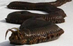 世界十大最惡心的動物排行榜：水滴魚亞軍，蛀船蟲奪冠