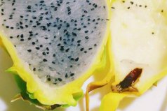 火龍果最新品種哪個(gè)好？口感最好的火龍果品種