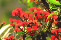 10種代表冬天的植物：個個顏值都很高，你養(yǎng)了哪種？