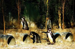 世界十大動(dòng)物園排行榜：柏林動(dòng)物園第三，北京動(dòng)物園第六