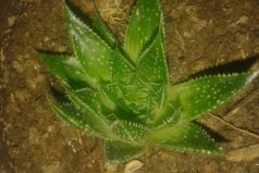 防輻射最強(qiáng)的7種植物：防輻射植物哪個(gè)最好？