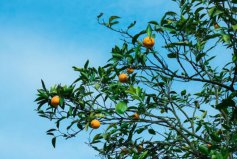 最受歡迎的十大庭院植物：橘樹、棕櫚、竹子全部上榜