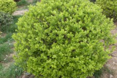 常見(jiàn)十大綠籬植物：圓柏上榜，金葉女貞居首位