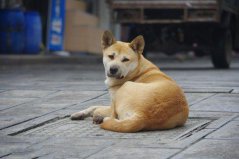 世界上10大人氣最高的寵物狗，中華田園犬奪得第一名