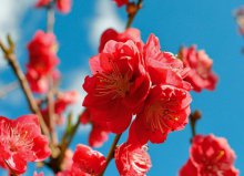 觀賞桃花十大品種：壽星桃花上榜，絳桃排榜首