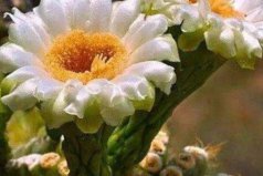 世界上十大最美花排名，杜卡普爾花奪得花魁