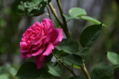 新手養(yǎng)花最適合養(yǎng)什么花？新手適合養(yǎng)的10種花