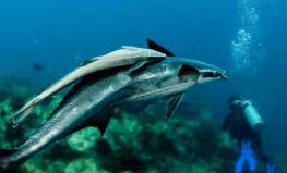 世界上最懶的魚叫什么：吸盤魚靠吸附到處“旅行”
