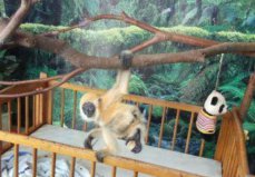 中國(guó)十大動(dòng)物園排行榜，中國(guó)最值得去的野生動(dòng)物園