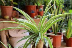 客廳里養(yǎng)什么花最好？客廳放什么植物順利又招財？
