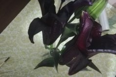象征黑暗的花有哪些？世界上花語最黑暗的六種花