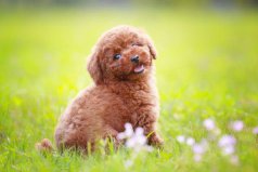 國內(nèi)10大最喜歡飼養(yǎng)的寵物犬，貴賓犬排在第一位