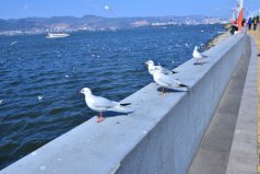 四季不冷不熱的城市前十名：大理上榜，昆明高居榜首