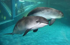 世界十大珍稀海洋動物：藍鯨第四，加灣鼠海豚居第一