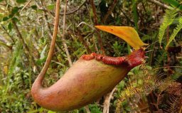 世界十大最危險植物：蓖麻、雞母珠雙雙入榜！